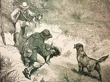 Chasse au furet (milieu du XIXe&nbsp;siècle).