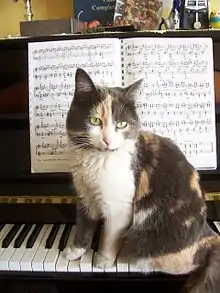 un chat pianiste