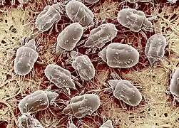 Tyrophagus putrescentiae.