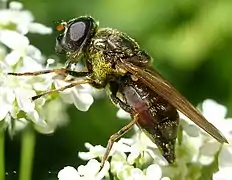 Cheilosia chloris (femelle)