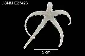 Cheiraster blakei (USNM)