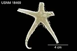 Cheiraster planus (USNM)
