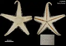 Cheiraster reunionensis (holotype, MNHN)