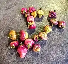 Cheiro roxa séché.