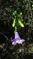 fleur de Chelonanthus purpurascens