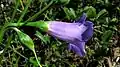 fleur de Chelonanthus purpurascens