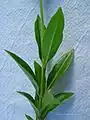 feuilles de Chelonanthus purpurascens