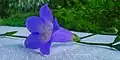 fleur de Chelonanthus purpurascens