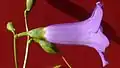 fleur de Chelonanthus purpurascens