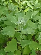 Quinoa, feuilles triangulaires, lobées