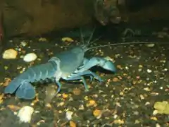 Cherax destructor