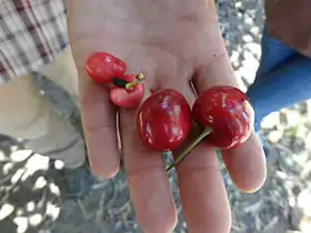 Image illustrative de l’article Maladie X des arbres fruitiers à noyaux