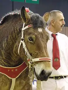 Tête d'un cheval présenté lors d'un salon, la crinière nattée avec des rubans rouges, blancs et verts, et équipé d'un filet et d'un collier rouge et blanc. En arrière plan, l'homme qui le présente est habillé tout en blanc avec une cravate rouge.