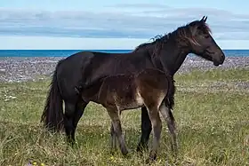 &nbsp;Chevaux sur l'isthme de Langlade