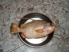 Proteracanthus sarissophorus