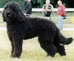 Image illustrative de l’article Barbet (chien)