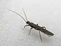 Protonemura Kempny. Position caractéristique des ailes, sur un abdomen aplati.