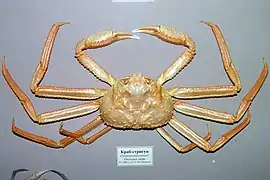 Chionoecetes tanneri