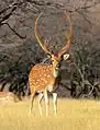 Chita (cerf axis)