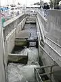 L'échelle à poissons.