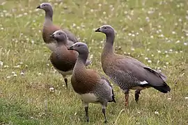 Chloephaga poliocephala