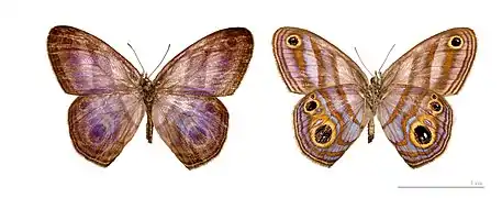 Chloreuptychia hewitsonii — coll. MHNT.