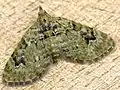 Chloroclystis v-ata  (Haworth, 1809)