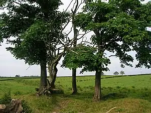 Détail du site de la fosse du choléra près de la ferme Soth Barr, Barrmill&nbsp;(en), Ayrshire, Écosse.
