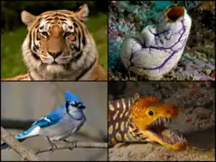 Différents Chordata.