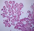 Histologie des plexus choroïdes.