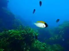 Chromis klunzingeri