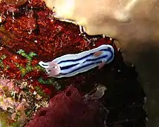 Chromodoris lochi