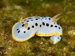 Chromodoris orientalis