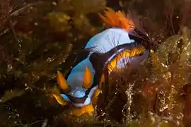 Chromodoris westraliensis