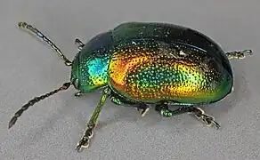 Chrysomèle fastueuse.
