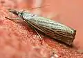 Chrysoteuchia culmella  (Linnaeus, 1758)