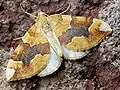 Cidaria fulvata  (Forster, 1771)