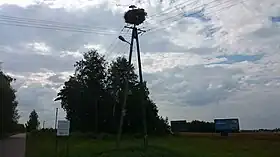 Cieciórki