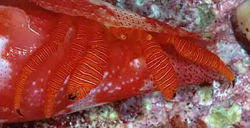Ciliopagurus galzini