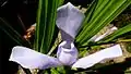 Fleur de Cipura paludosa