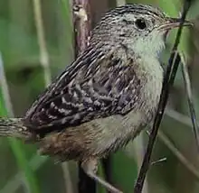 troglodyte à bec court (Cistothorus platensis)