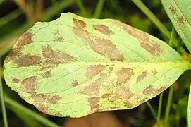 Cladochytrium menyanthis (Chytridiomycota)