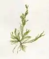 Cladophora sp. (Ulvophyceae, Cladophorales)