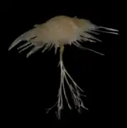 Cladorhiza sp.