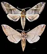 Clanidopsis