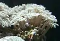 Clavularia sp. (Anthozoa, Alcyonaria)