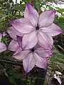 Clematis florida success 'fond memories'.