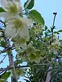 Clematis cirrhosa