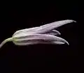 Clematis xjackmanii