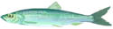 Hareng (Clupea harengus, is: Síld)